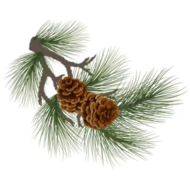 Yeni yıl tatili konsepti. Yeşil kozalaklı çam ve ladin dalları. Dallardaki koniler, yakın plan. Doğal kış dekoru. Geleneksel Noel süsü. Kozalaklı çam. Kutlama kartı. Bölüm 10