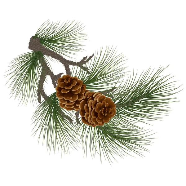 新年假期的概念 云杉分枝与锥果 在树枝上的锥形 自然的冬季装饰 圣诞传统装饰 松果松果 节日卡片 第10部分 — 图库矢量图片