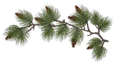 Yeni yıl tatili konsepti. Yeşil kozalaklı çam ve ladin dalları. Dallardaki koniler, yakın plan. Doğal kış dekoru. Geleneksel Noel süsü. Kozalaklı çam. Kutlama kartı. Bölüm 10