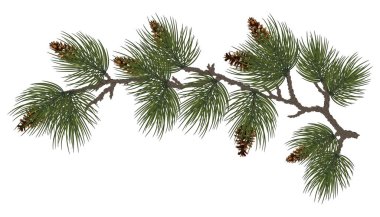 New Year holidays concept. Green pine / spruce branches with cones. Cones on the branches, close-up. Natural winter decor. Christmas traditional decoration. Pine with cones. Festive card. Eps10 clipart