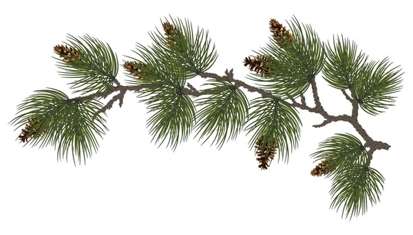 Yeni yıl tatili konsepti. Yeşil kozalaklı çam ve ladin dalları. Dallardaki koniler, yakın plan. Doğal kış dekoru. Geleneksel Noel süsü. Kozalaklı çam. Kutlama kartı. Bölüm 10