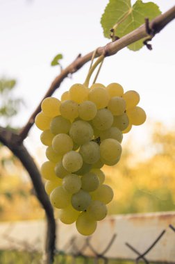 Sıcak günbatımı parıltısıyla yakın plan üzüm kümesi, hasat görüntülerinde, üzüm bağı reklamlarında ve meyve ticareti içeriğinde kullanılır.