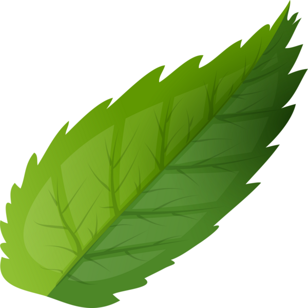 Rosehip Kalça Gerçekçi Tarzı. meyve bitkisi, yabani dut, dut kırmızısı, Brier dogrose, güz tazeliği, vitamin, yaprak çayı gül kalçası illüstrasyonu. gerçekçi stil