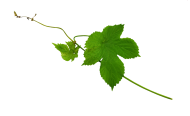 Yapraklı zıplamanın genç dalları. Şifalı bitki ya da fizyoterapi için şifalı bitki. Şeffaf, png, bitkisel tıp için bitki çiçeği sektirir. Sıçrama konileri. Doğal bitkiler. Yapraklar