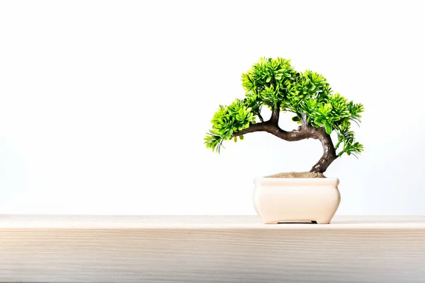 Masadaki seramik tencerede küçük bir bonsai ağacı..