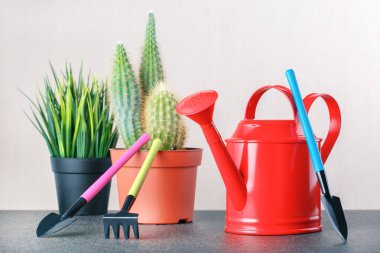  Kapalı alandaki bitkilerle ilgilenmek. Hobi olarak. Kaktüs, sulu bitki ve masadaki aletler..