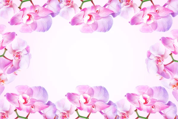 Весенний Фон Розовые Цветы Орхидеи Розовом Фоне Копировальным Пространством Праздничная — стоковое фото