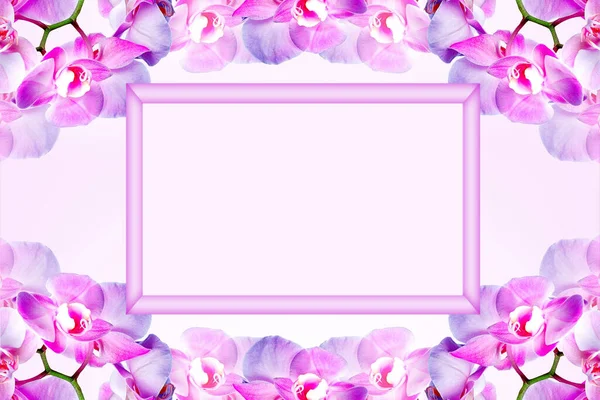 Pink Mock Fram Space Text Orchid Flowers Spring Background Fresh — Stock Photo, Image