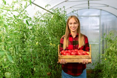 Çiftliğinden taze sebze toplayan genç bir kadın. Domates hasat eden çiftçi..