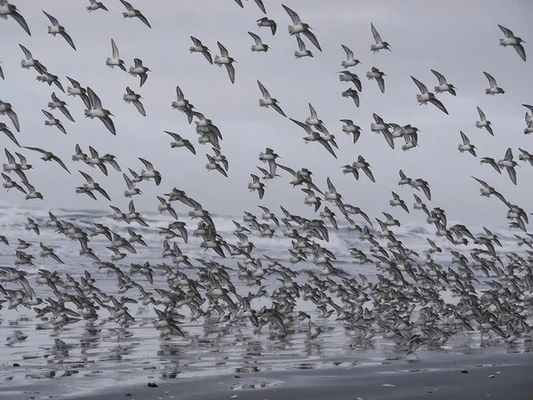 Bird migration as a cloud