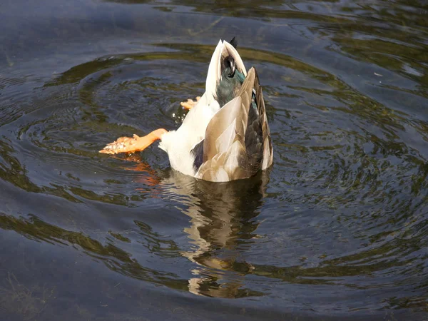 鸭子水禽野生动物在水中 — 图库照片