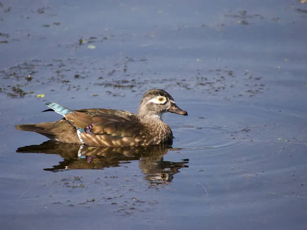 Pato Madeira Foto Waterfowl Vida Selvagem — Fotografia de Stock