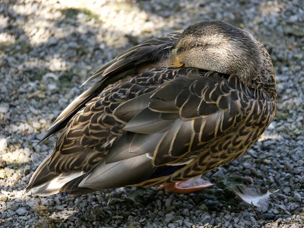 Kadın Yeşilbaş Ördek Düşmüş Uyuyor Kuşu Yaban Hayatı — Stok fotoğraf