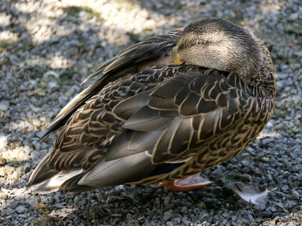 Pato Mallard Fêmea Adormeceu Aves Aquáticas Vida Selvagem — Fotografia de Stock