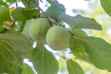 Ağaçta olgunlaşmayı bekleyen yeşil hurma.