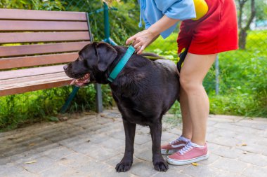 Kadınlar açık hava parkında antrenman sırasında tasma tutarken, çikolata Labrador Retriever yedek kulübesinde duruyordu. Yürüyüş ya da tasma eğitimine hazırlanıyorum. Köpek bakımı ve idare konsepti. Yüksek kalite fotoğraf
