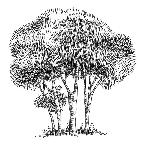 Icône d'arbre de parc forestier, dessin à la main — Image vectorielle