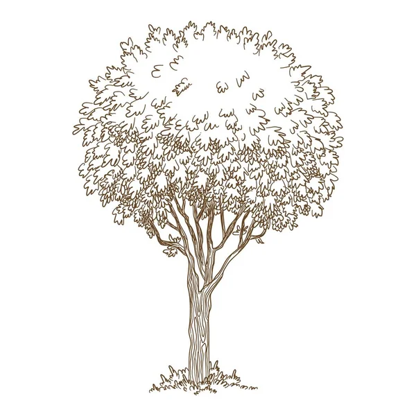 Icône botanique du vieil arbre, dessin à la main et style contour — Image vectorielle