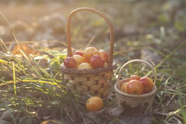 Paradise elma günün sonunda bir sepet içinde