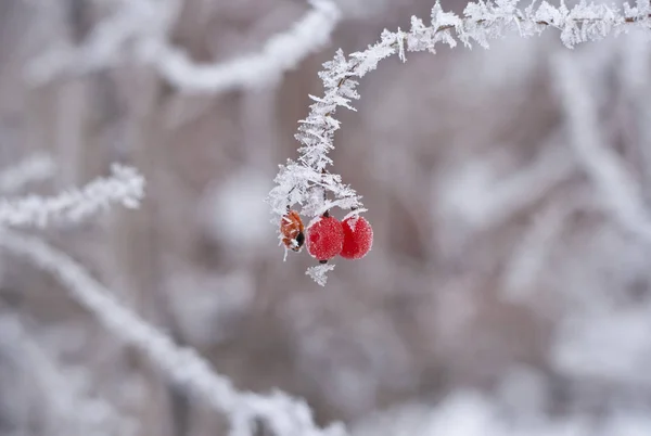 Meyveler - kartopu soğuk bir gününde kar