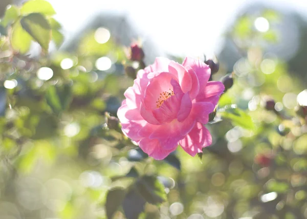 Pink Roses Sunny Summer Day — Stock Photo, Image