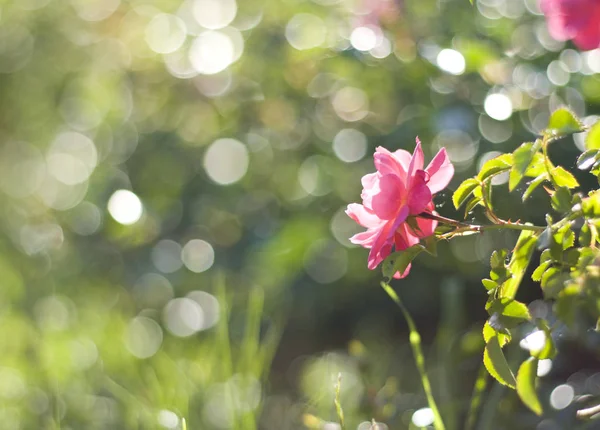 Güneşli bir yaz gününde pembe güller