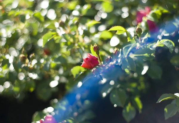 Gül gün güneşli yaz