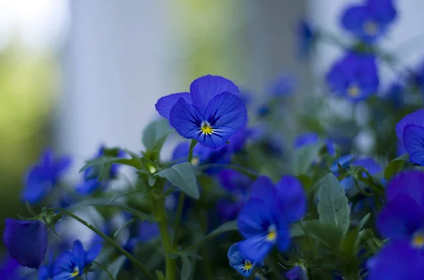 Bir yaz sabahı hassas menekşe