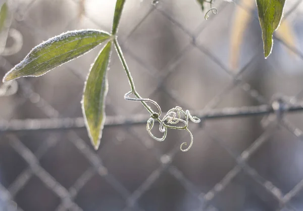 Ocak ayında soğuk sabah