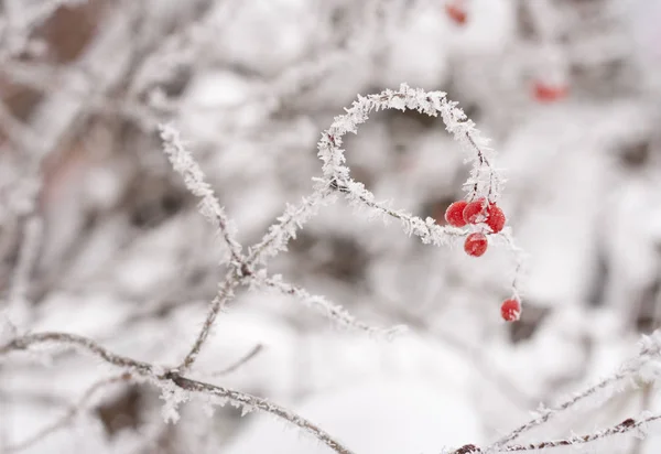 Hoarfrost kar meyveler