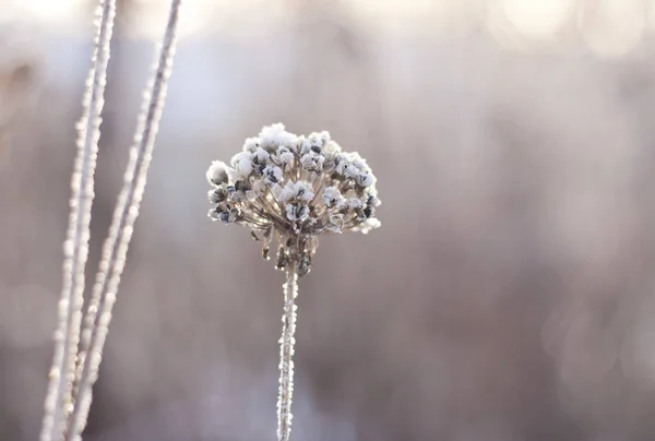 Ocak ayında soğuk sabah