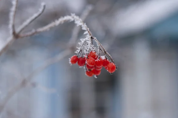 Hoarfrost kar meyveler 