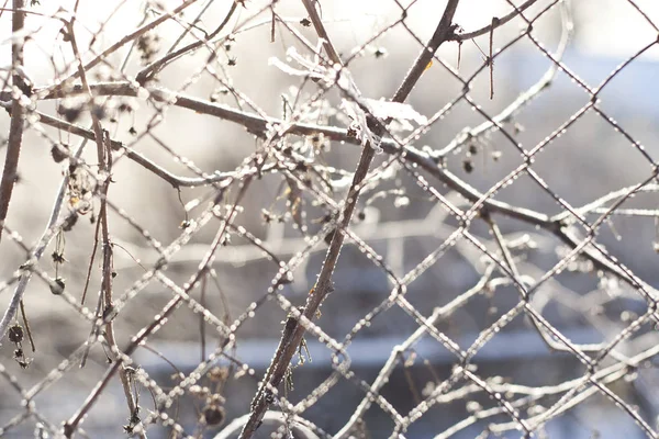 Ocak ayında soğuk sabah