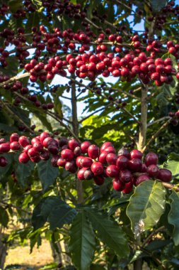 Sao Paulo devlet, Brezilya'da kahve alan