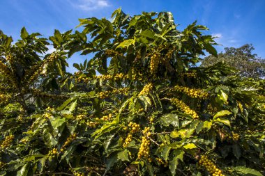 Sao Paulo devlet, Brezilya'da kahve alan
