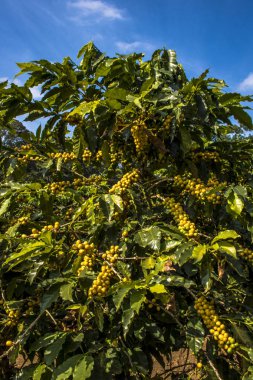 Sao Paulo devlet, Brezilya'da kahve alan