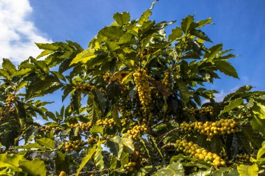Sao Paulo devlet, Brezilya'da kahve alan