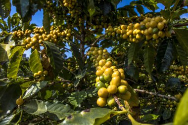 Sao Paulo devlet, Brezilya'da kahve alan