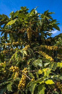 Sao Paulo devlet, Brezilya'da kahve alan
