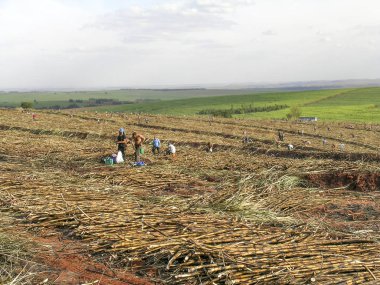 Parana, Brezilya, 29 Temmuz 2003. Parana devlet, Brezilya için el ile şeker kamışı hasat işçilerin