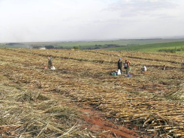Parana, Brezilya, 29 Temmuz 2003. Parana devlet, Brezilya için el ile şeker kamışı hasat işçilerin