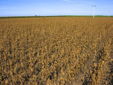 Soya alan devlet Mato Grosso, Brezilya