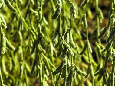 Yeşil soya alan devlet Mato Grosso, Brezilya