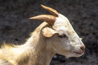 Doğumdan bebek keçi Brezilya