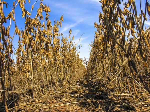 Soy field in Mato Grosso State, Brazil