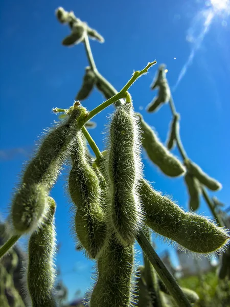 Zelená Sója Pole Státě Mato Grosso Brazílie — Stock fotografie