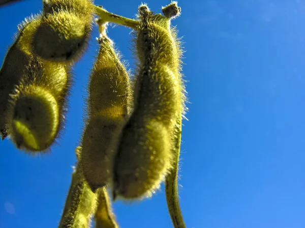 Zelená Sója Pole Státě Mato Grosso Brazílie — Stock fotografie