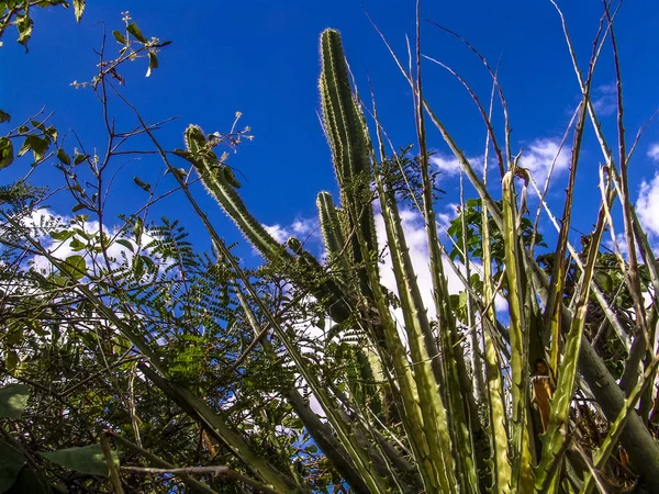Mandacaru Północno Wschodniej Kaktus Ciernie Brazylii — Zdjęcie stockowe
