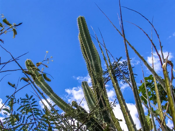 Mandacaru kuzeydoğu kaktüs dikenli Brezilya