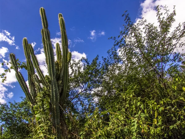 Mandacaru Podravska Cactus Doornen Brazilië — Stockfoto